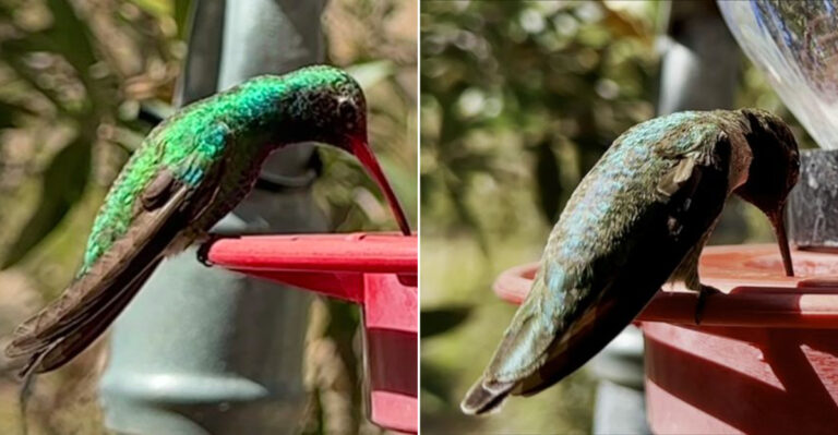 The Wisconsin Town Known As The Hummingbird Capital Of America Belongs On Your Bucket List