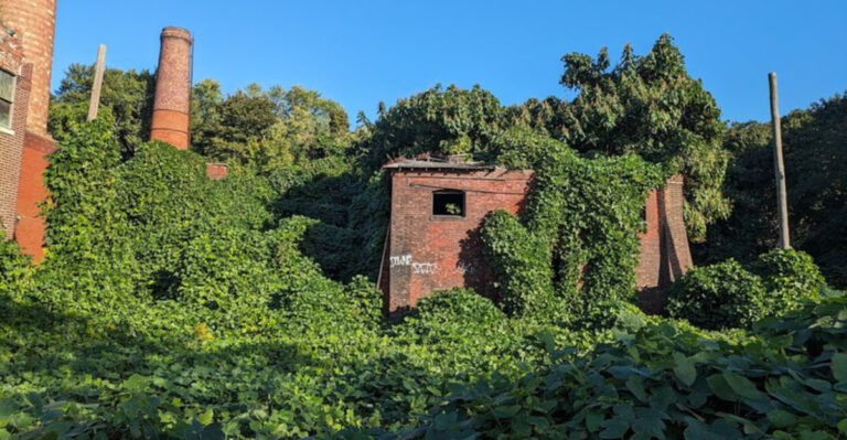 This Abandoned New York Area Feels Like Nature Hit Rewind