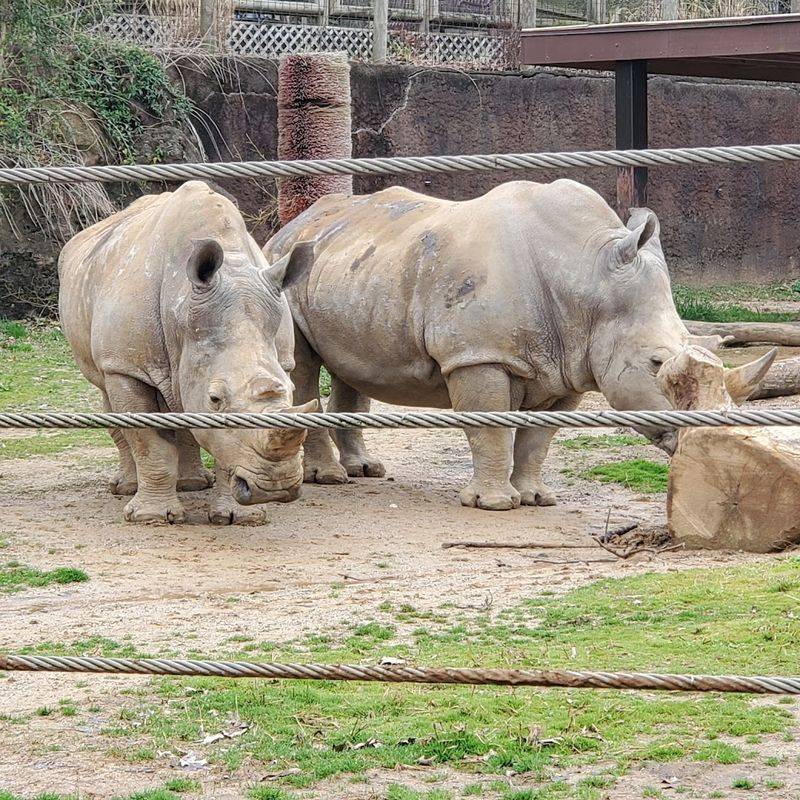 The Rhino Encounter That Stays With You Long After You Leave