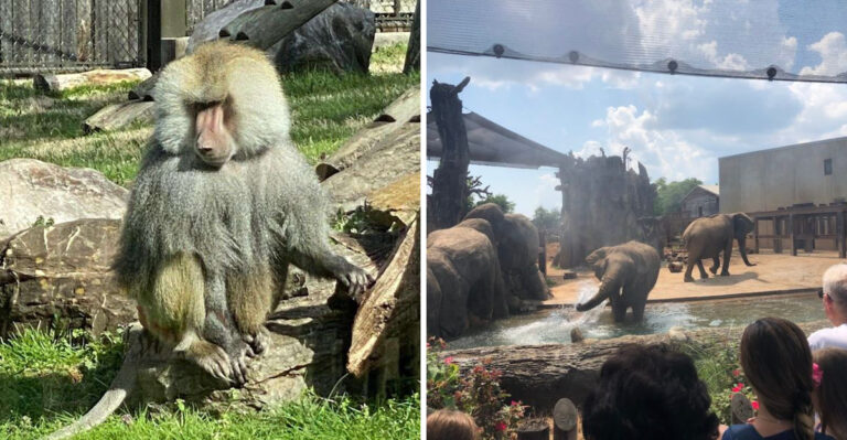 This Amazing Zoo In Tennessee Is An Unforgettable Encounter With Extraordinary Animals