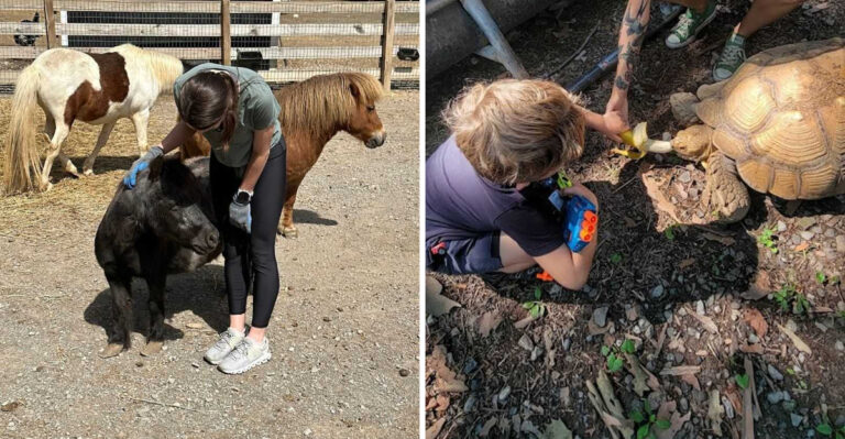 This Animal Sanctuary In Tennessee Offers Free Cuddles With Its Lovely Residents