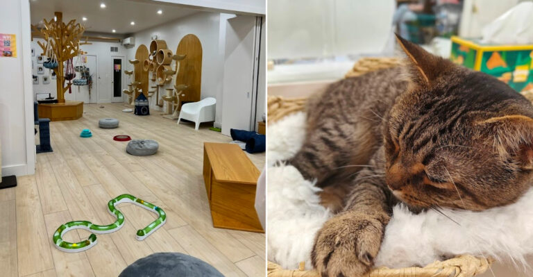 This Charming Cat Cafe In New York Is A Dream Come True For The Real Cat Lovers Out There