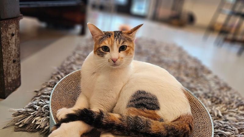 Why Animal Lovers Fall For This Place Almost Immediately