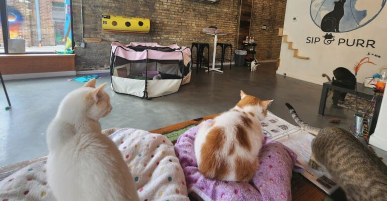 This Cozy Wisconsin Cat Cafe Is The Purr-Fect Escape For Animal Lovers