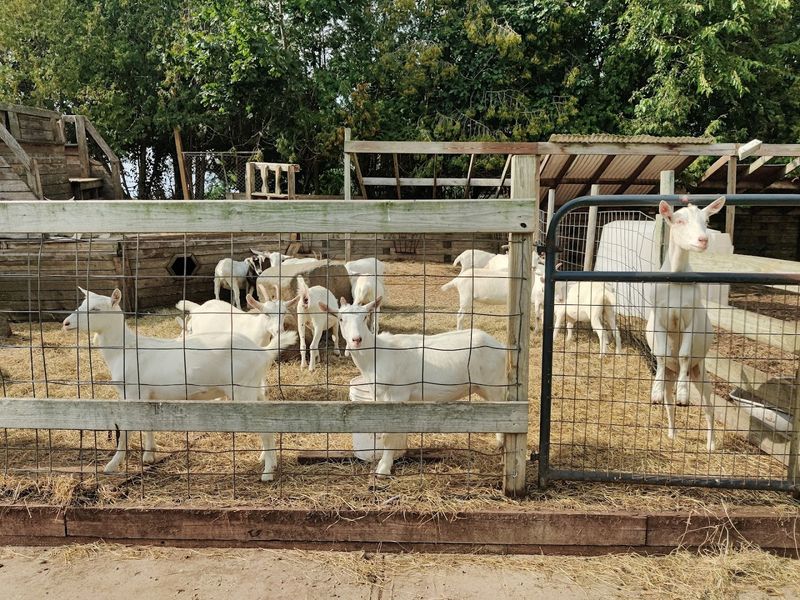 A Farm That Feels Like A Secret Worth Sharing