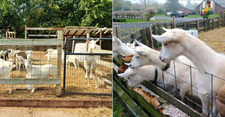 This Cute New York Farm Lets You Hang Out With Adorable Baby Goats And Feed Them Yourself
