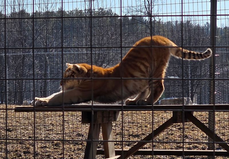 How This Safari Differs From A Zoo