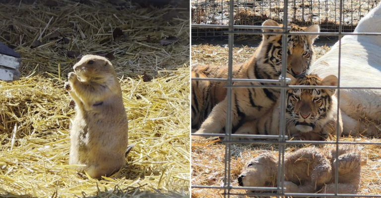This Drive-Through Animal Park In Wisconsin Feels Like A Real Safari Escape