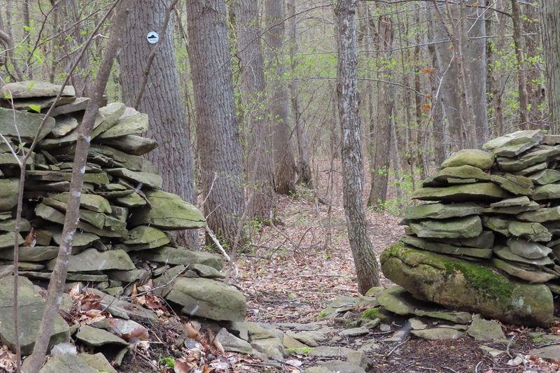 A Forest That Feels Like It Has Been Keeping Secrets For Centuries