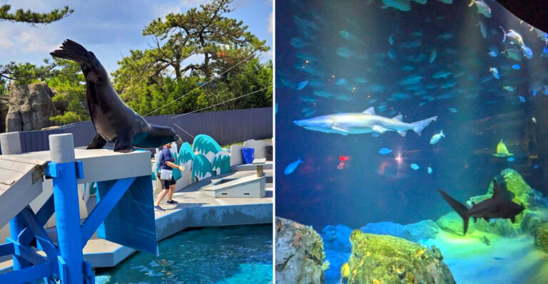 This Enormous New York Aquarium Has Sharks, Sea Lions, And Exhibits You Won’t Ever Forget