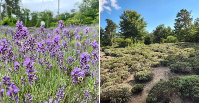 This Lavender Farm In Massachusetts Smells Like Heaven All Around