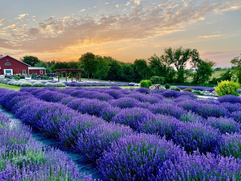 Thousands Of Lavender Plants Create A Sea Of Purple In Peak Season
