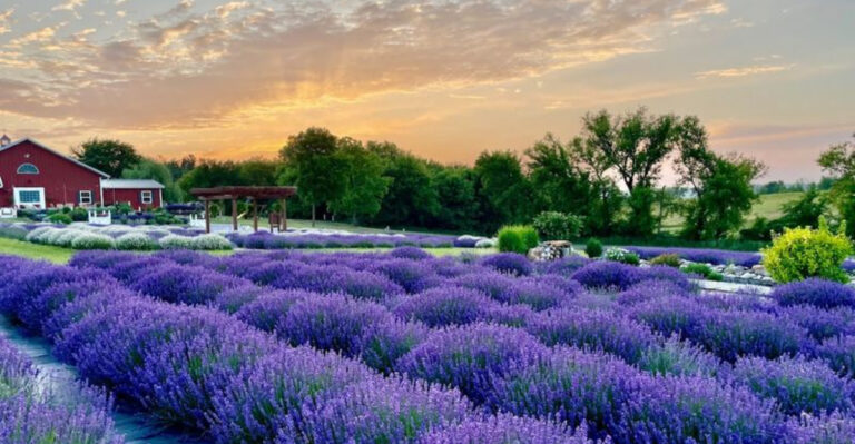 This Lavender Farm In Wisconsin Is Bursting With Colour And Scent This Season