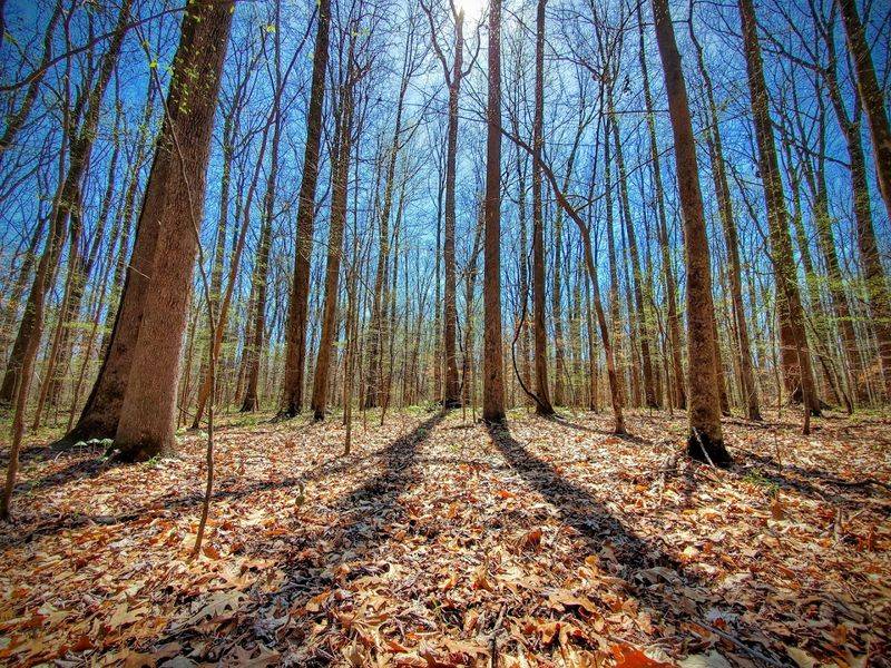 A Forest That Feels Older Than Time Itself