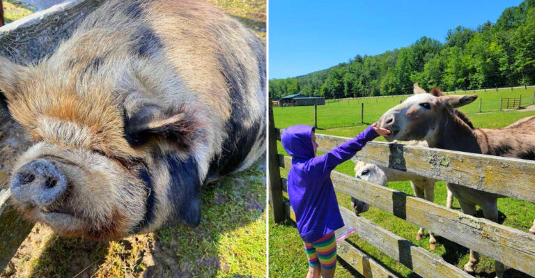 This New York Animal Park Lets You Hand-Feed Animals In A Soothing Setting