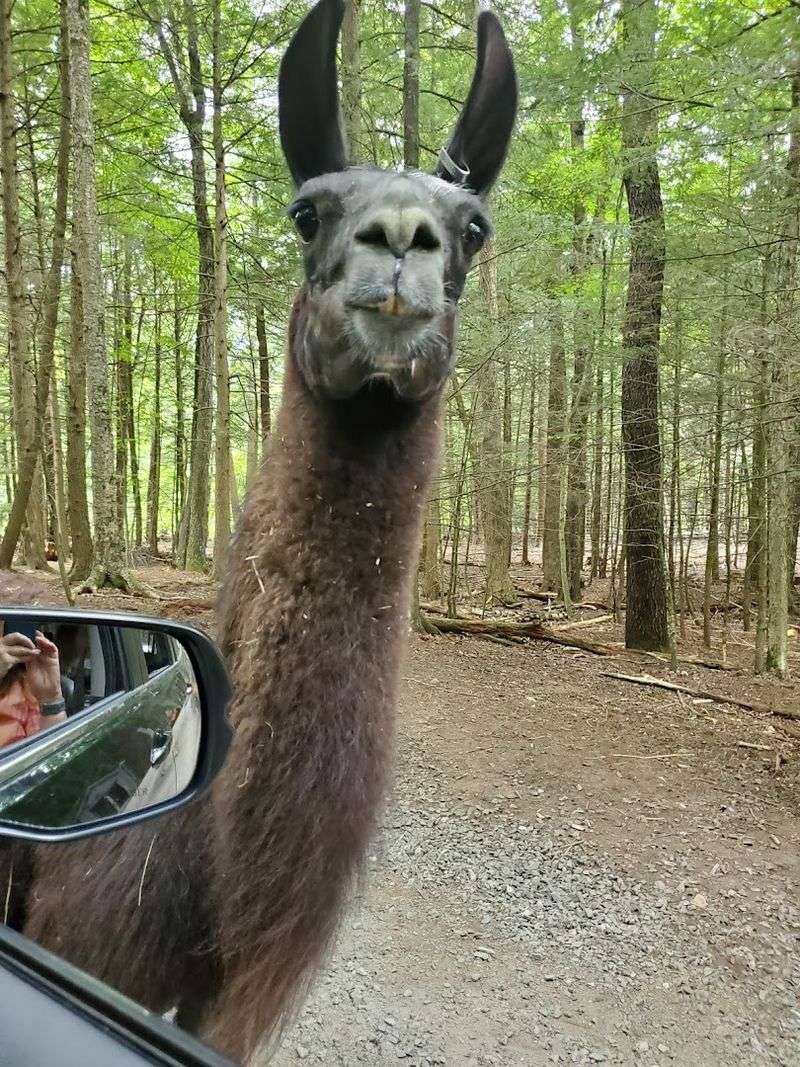 A Safari Experience Unlike Anything At A Traditional Zoo