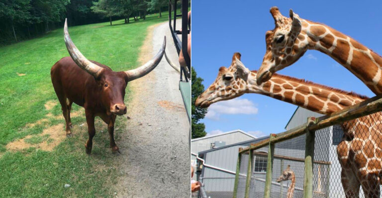 This New York Sanctuary Lets You Drive Past Animals So Close You Can Hear Them Breathing