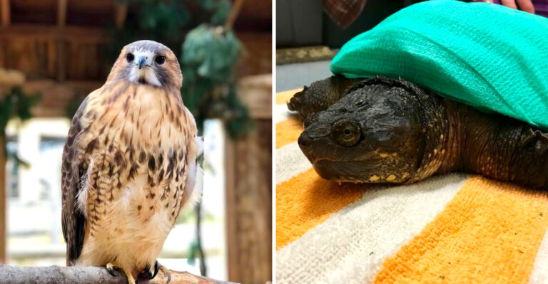 This New York Wildlife Center Rehabilitates Over 2,000 Injured Wild Animals Each Year And You Can Visit It