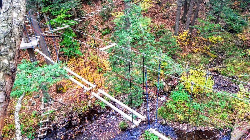 A Treetop World That Operates On Its Own Rules