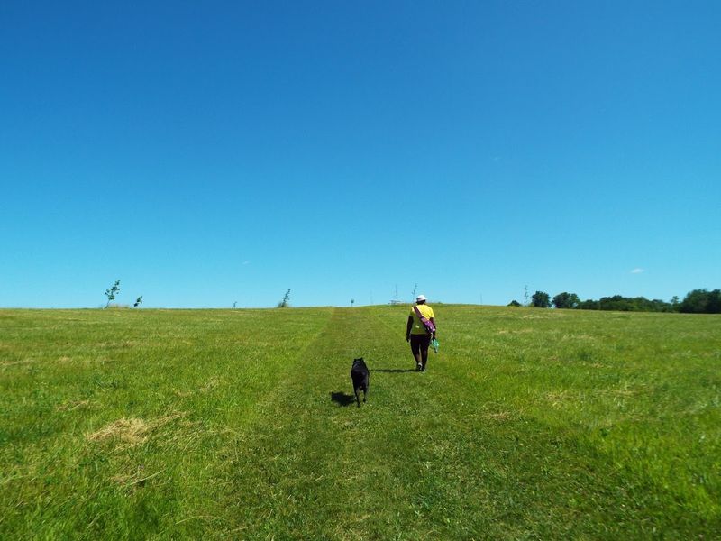 Wide Open Space That Gives Dogs Room To Roam