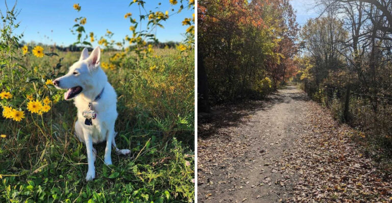 This Pup-Friendly Wisconsin Spot Lets Dogs Run Free While Owners Unwind