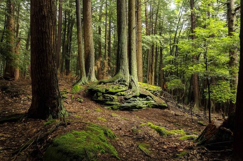 History Of Ancient Tree Growth
