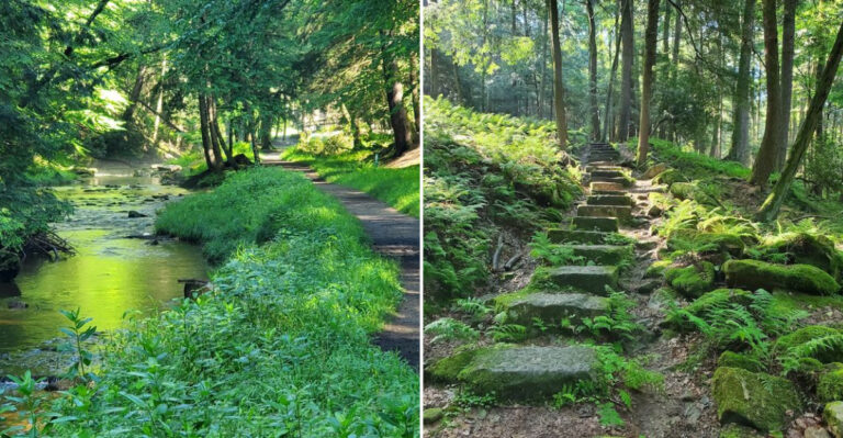 This Remarkable Pennsylvania Forest Lets You Stand Beneath 400-Year-Old Living Giants