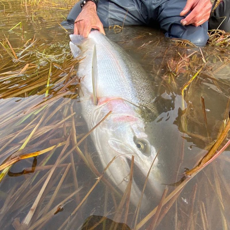 The Wild-Caught Salmon Experience