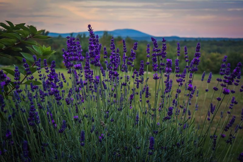 The Lavender Fields That Started It All