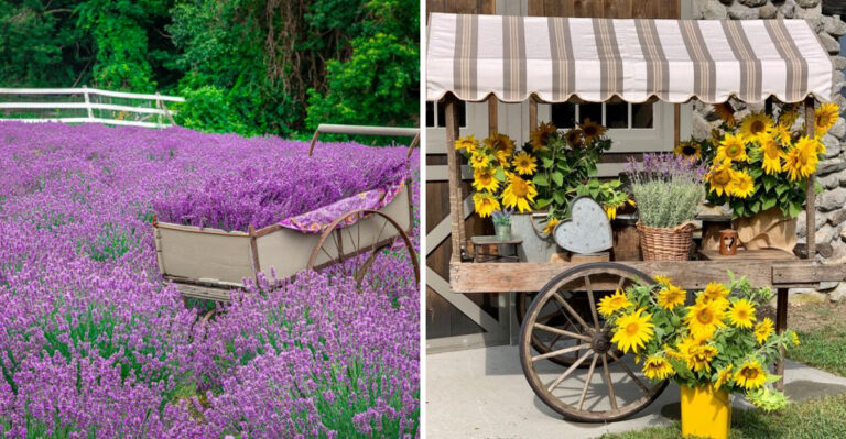 This Scenic Flower Farm In Massachusetts Bursts With Colorful Blooms