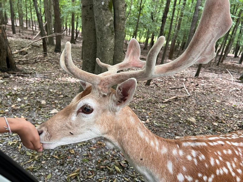 A Drive-Through Safari Unlike Anything In The Region