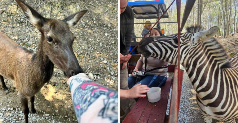 This Tennessee Animal Park Lets You Hand-Feed Animals In A Peaceful Setting