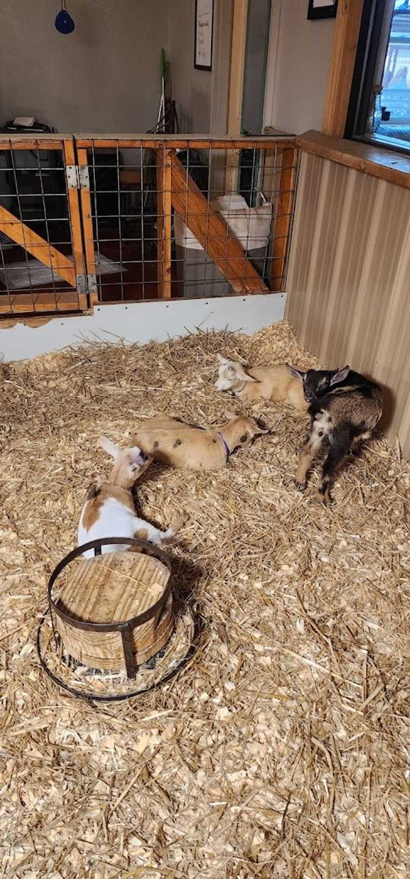 The Baby Goat Cuddling Experience That Everyone Talks About