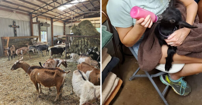 This Tennessee Farm Invites You To Spend Time With Baby Goats And Bottle Feed Them Yourself