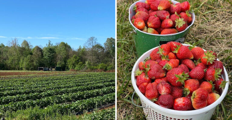 This Tennessee Farm Is In Full Strawberry Swing Right Now And It’s A Great Day Out
