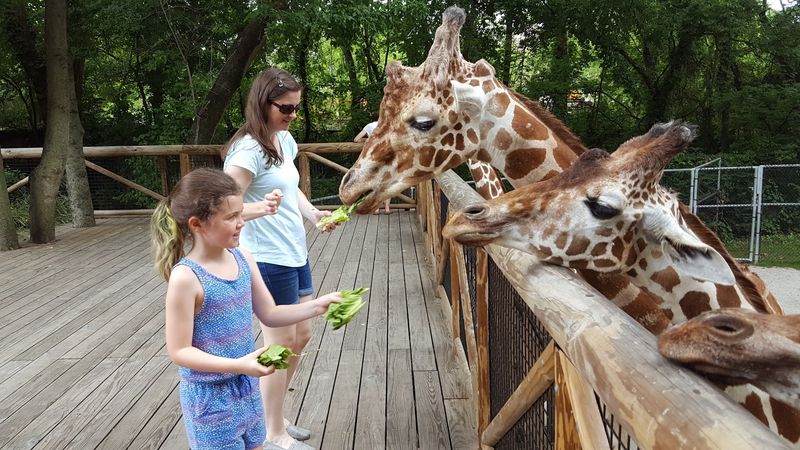 Giraffe Feeding Adventure On The Elevated Deck