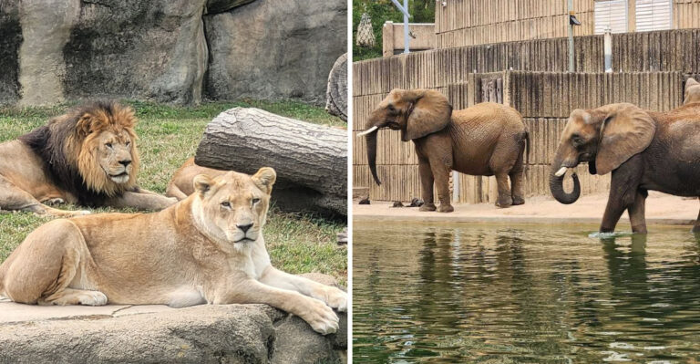 This Tennessee Zoo Lets You See Gentle Giants From Just Steps Away