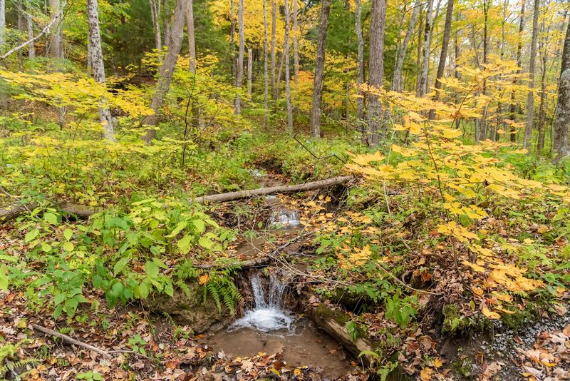 A Forest That Feels Like It Has Been Waiting For You