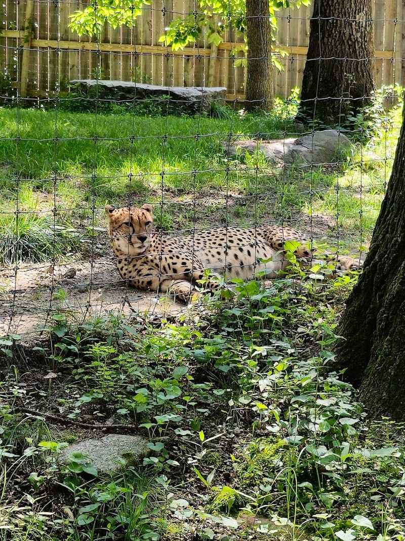 New England's Largest Zoo Sprawling Across 300 Acres