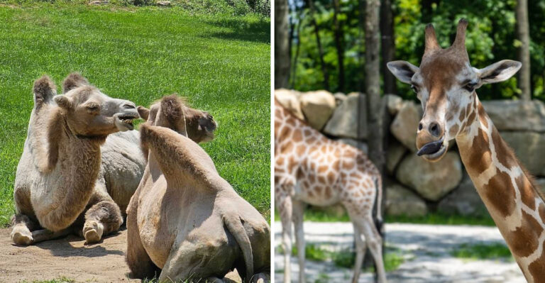 This Unique Zoo In Massachusetts Delivers A Memorable Experience With One-Of-A-Kind Animals