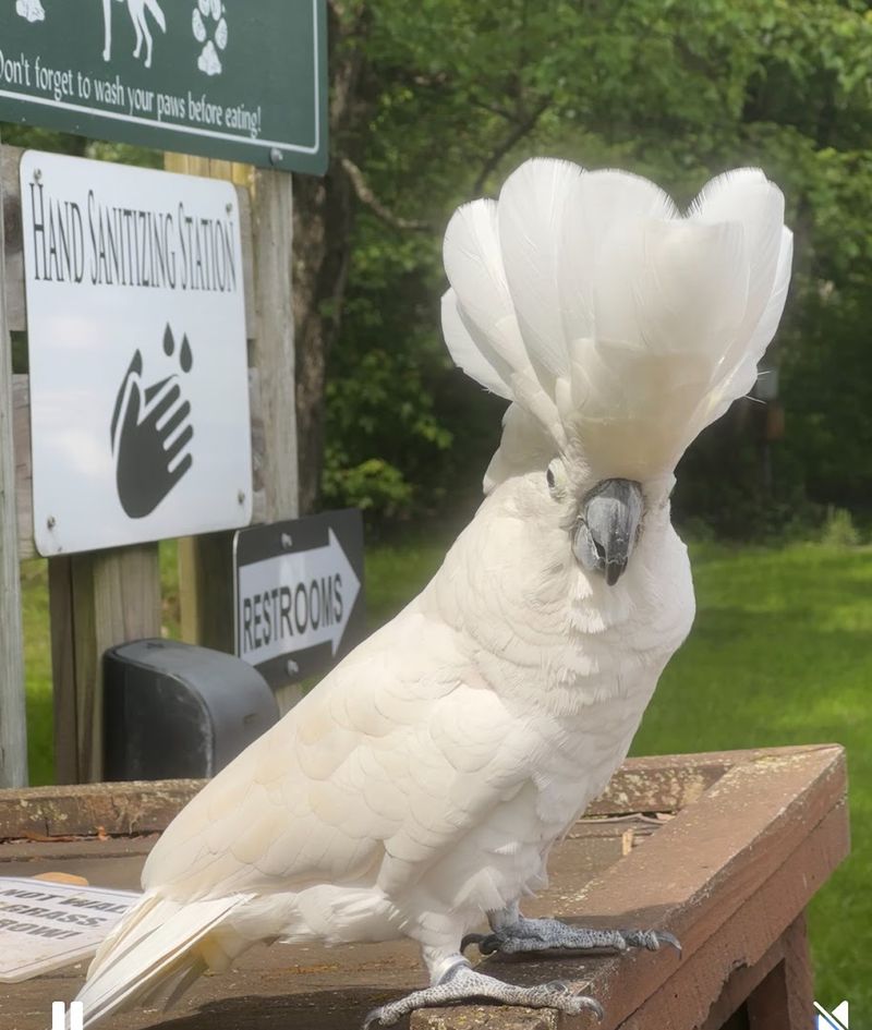 A Place Where Animals Actually Come To You