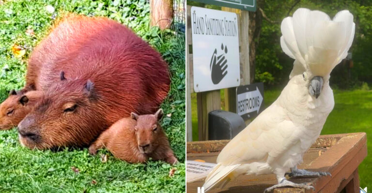 This Unique Zoo In New York Is An Unforgettable 2026 Encounter With One-Of-A-Kind Animals