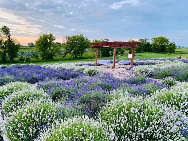 A Unique Combination Of Lavender Fields And Cherry Orchards