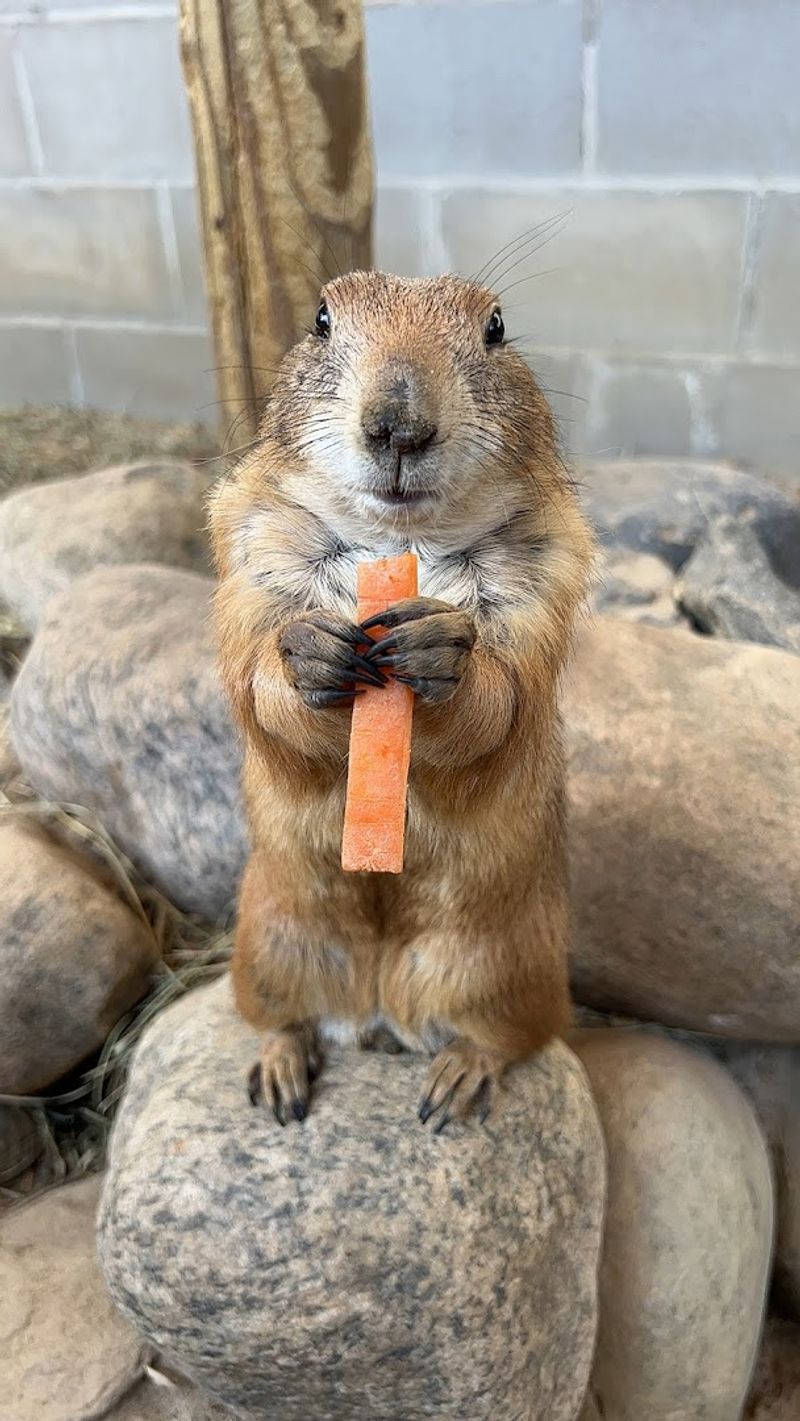 Prairie Dogs, Peacocks, And The Creatures You Did Not Expect To Meet