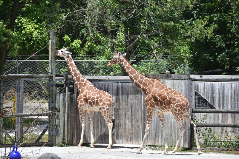 Feeding Giraffes, Budgies, And More Creates A Full Day Of Connection