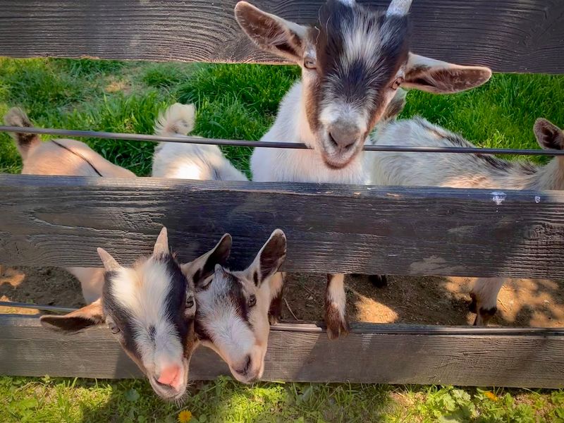 Local Farming Practices And Sustainable Living