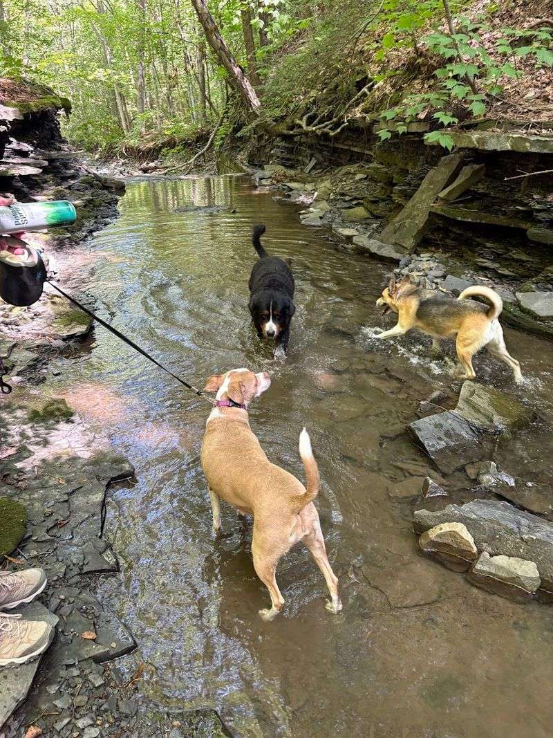 Bringing Dogs Along For A Walk They Will Genuinely Enjoy