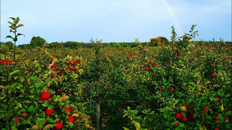 Barthel Fruit Farm (Mequon, WI)