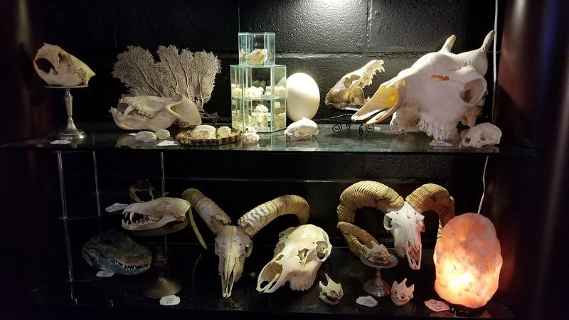 Bones, Skulls, And Wet Specimens On Display