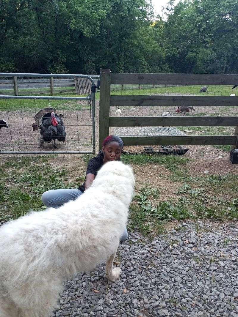 How Donations Keep The Sanctuary Running